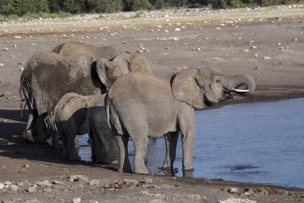 Afrikanische Elefantenherde Loxodonta Africana Trinkwasser Wasserloch Etoscha Nationalpark Namibia — Stockfoto