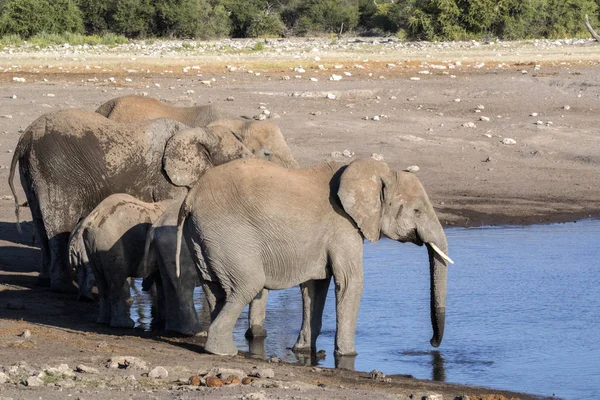 Manada Elefantes Africanos Loxodonta Africana Agua Potable Abrevadero Parque Nacional —  Fotos de Stock