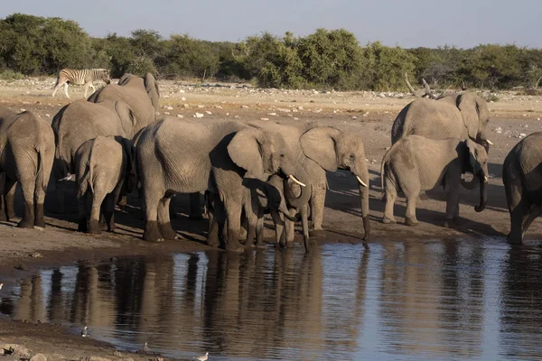 Manada de elefantes africanos, Loxodonta africana, agua potable en el abrevadero, Parque Nacional Etosha, Namibia —  Fotos de Stock