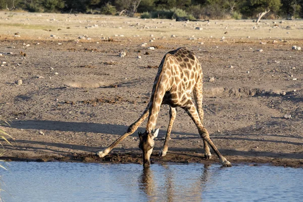 South African Żyrafa Giraffa Giraffa Giraffa Picie Waterhole Park Narodowy — Zdjęcie stockowe