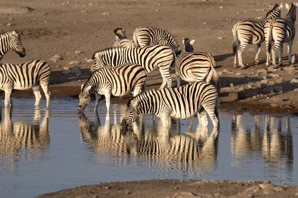 Damara Zebra Rebanho Equus Burchelli Antiquorum Beira Mar Etosha National — Fotografia de Stock