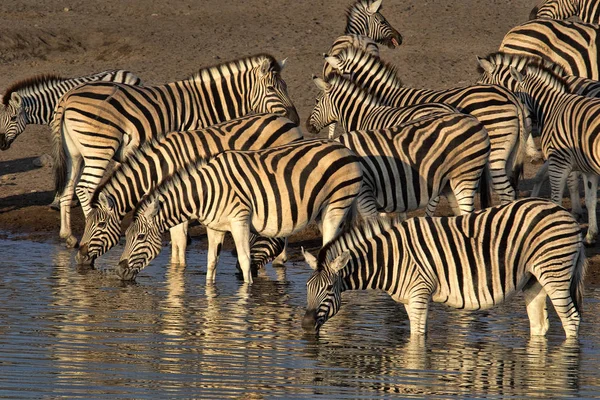 Damara Zebra Besättningen Equus Burchelli Antiquorum Står Vid Vattenhålet Etosha — Stockfoto