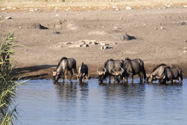Mavi Wildebeest, Connochaetes taurinus, ayakta su birikintisinin, etkin Milli Parkı, Namibya