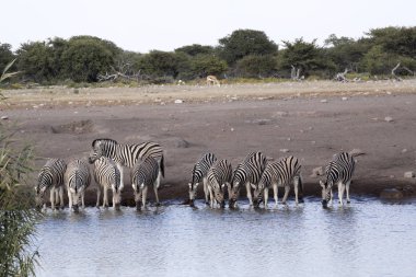 Damara zebra sürüsü, Equus burchelli antiquorum, ayakta su birikintisinin, etkin Milli Parkı, Namibya