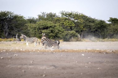 Kavga iki aygır Damara zebra, Equus burchelli antiquorum, etkin Milli Parkı, Namibya