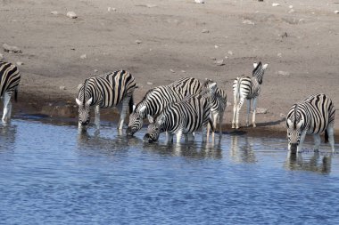 Damara zebra sürüsü, Equus burchelli antiquorum, su birikintisinin etkin Milli Parkı, Namibya içme
