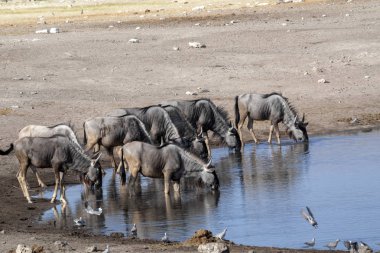 Mavi Wildebeest Connochaetes taurinus, içecekler su birikintisinin, etkin Milli Parkı, Namibya