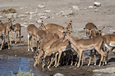 Su birikintisinin etkin Milli Parkı, Namibya içme Impala, Aepyceros melampus, sürüsü