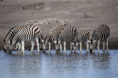 Damara zebra sürüsü, Equus burchelli antiquorum, su birikintisinin etkin Milli Parkı, Namibya içme