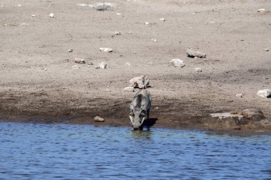 Su birikintisinin etkin Milli Parkı, Namibya Çölü Warthog, Phacochoerus aethiopicus, içecekler