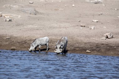 Su birikintisinin etkin Milli Parkı, Namibya Çölü Warthog, Phacochoerus aethiopicus, içecekler