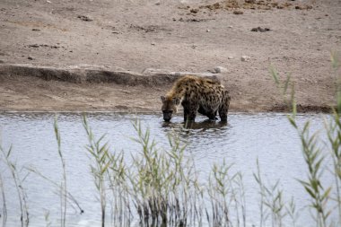 Benekli sırtlan, Crocuta crocuta, içme suyu su birikintisinin, etkin, Namibya