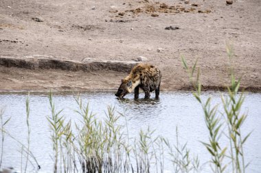 Benekli sırtlan, Crocuta crocuta, içme suyu su birikintisinin, etkin, Namibya