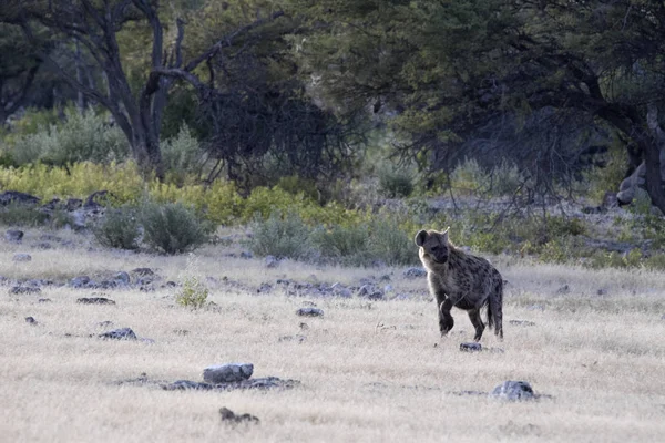 Hyena Skvrnitá Crocuta Crocuta Napajedla Národní Park Etosha Namibie — Stock fotografie