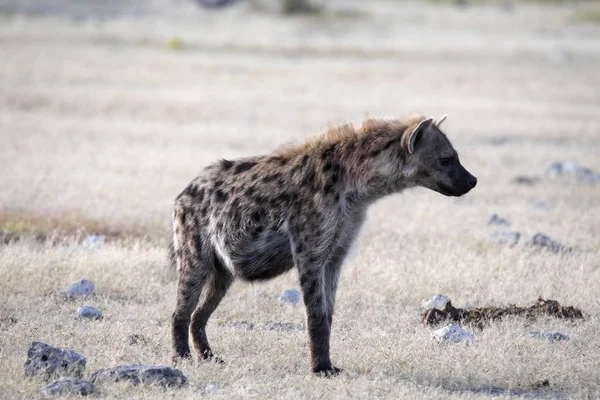 Gevlekte Hyena Crocuta Crocuta Waterhole Etosha National Park Namibië — Stockfoto