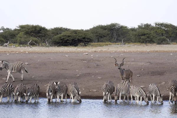 Alárió Zebra Csorda Equus Burchelli Antiquorumot Állt Például Víznyelő Etosha — Stock Fotó