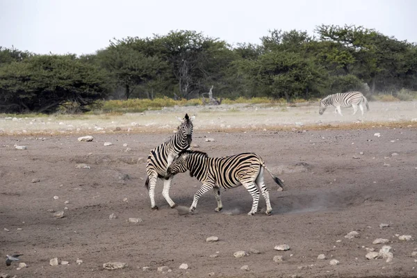 Lutte Contre Deux Étalons Damara Zebra Equus Burchelli Antiquorum Parc — Photo