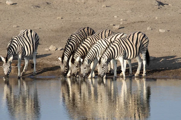 Alárió Zebra Csorda Equus Burchelli Antiquorumot Iszik Etosha Nemzeti Parkban — Stock Fotó