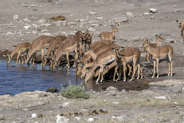 Su birikintisinin etkin Milli Parkı, Namibya içme Impala, Aepyceros melampus, sürüsü
