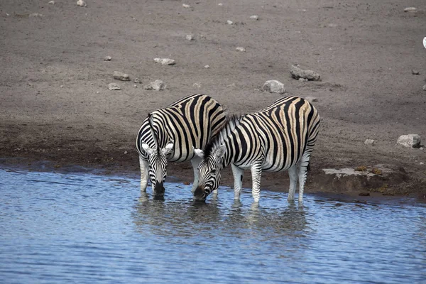 Стадо Зебр Дамара Антикворум Equus Burchelli Пьет Водопое Национальный Парк — стоковое фото