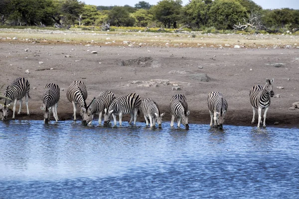 Alárió Zebra Csorda Equus Burchelli Antiquorumot Iszik Etosha Nemzeti Parkban — Stock Fotó