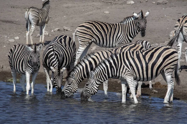 Alárió Zebra Csorda Equus Burchelli Antiquorumot Iszik Etosha Nemzeti Parkban — Stock Fotó