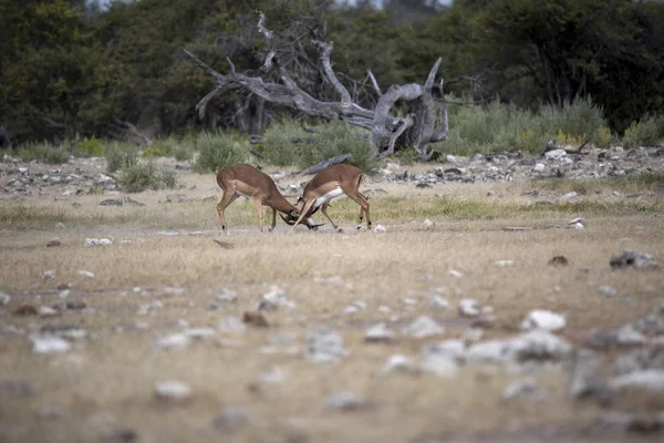 Aepyceros Melampus 纳米比亚 Etosha 国家公园 黑斑羚男子战斗 — 图库照片