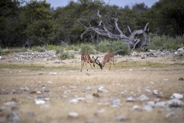 Impala Męskiej Walki Aepyceros Melampus Park Narodowy Etosha Namibia — Zdjęcie stockowe