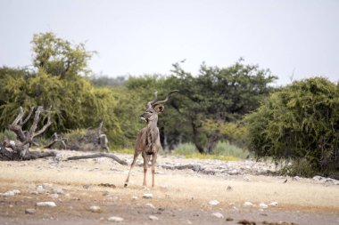 Erkek büyük Kudu yayılım gösterir: strepsiceros su birikintisinin, etkin Milli Parkı, Namibya gider.