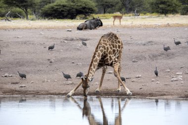 Güney Afrika zürafa, zürafa zürafa zürafa, içme su birikintisinin, etkin Milli Parkı, Namibya