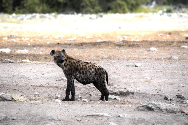 Hiena Manchada Crocuta Crocuta Cerca Del Abrevadero Parque Nacional Etosha — Foto de Stock