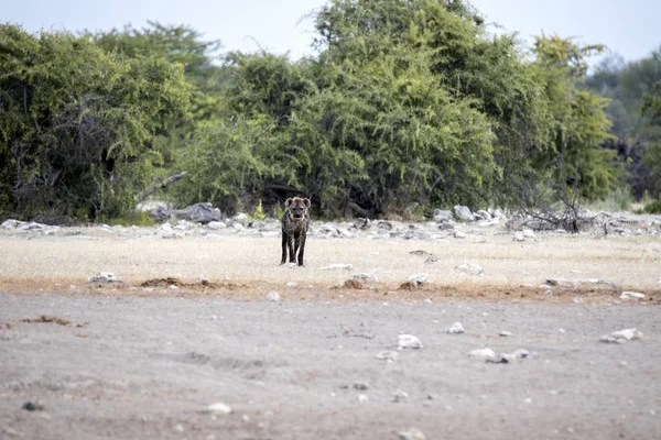 Hyena Skvrnitá Crocuta Crocuta Napajedla Národní Park Etosha Namibie — Stock fotografie