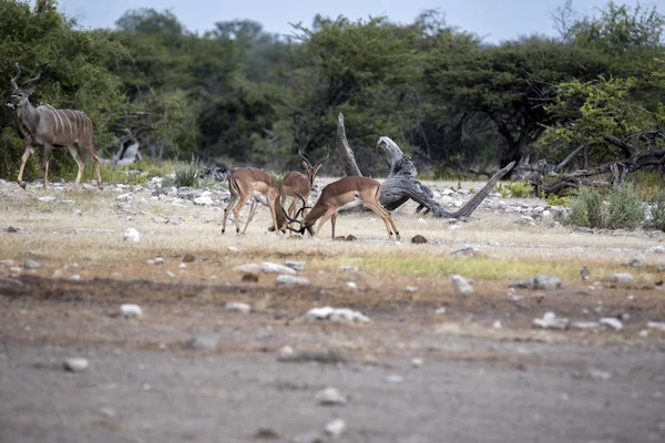 Impala Mannelijke Strijd Aepyceros Melampus Etosha National Park Namibië — Stockfoto