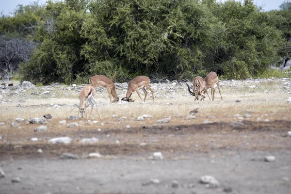 Aepyceros Melampus 纳米比亚 Etosha 国家公园 黑斑羚男子战斗 — 图库照片