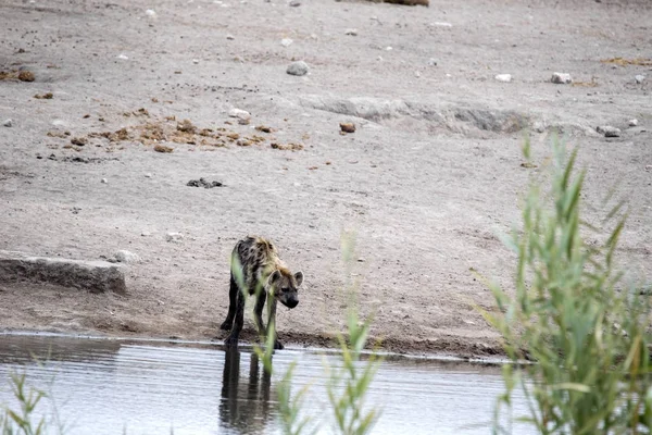 Hyena Skvrnitá Crocuta Crocuta Drinkingin Napajedla Etosha Namibie — Stock fotografie