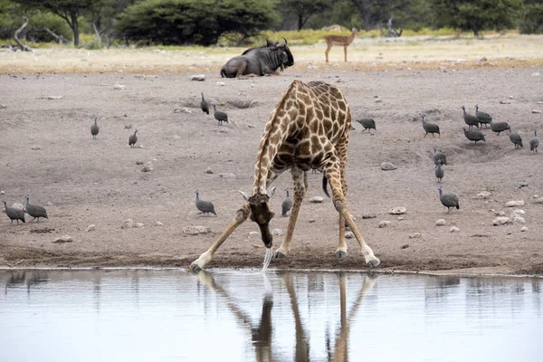 Giraffa Sudafricana Giraffa Giraffa Bere Pozza Acqua Parco Nazionale Etosha — Foto Stock
