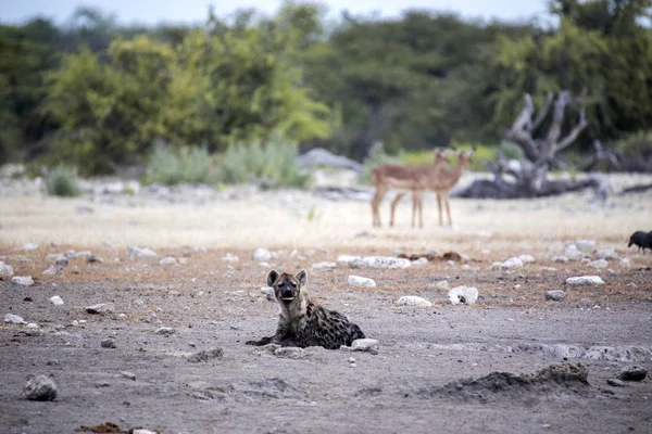 Hyena Skvrnitá Crocuta Crocuta Napajedla Národní Park Etosha Namibie — Stock fotografie