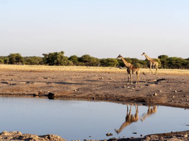 Güney Afrika zürafa, su birikintisinin, etkin Milli Parkı, Namibya yakınındaki zürafa zürafa zürafa