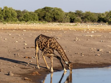 Güney Afrika zürafa, su birikintisinin, etkin Milli Parkı, Namibya yakınındaki zürafa zürafa zürafa