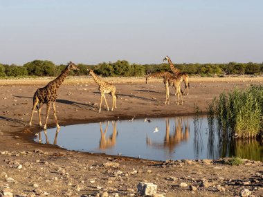 Güney Afrika zürafa, su birikintisinin, etkin Milli Parkı, Namibya yakınındaki zürafa zürafa zürafa