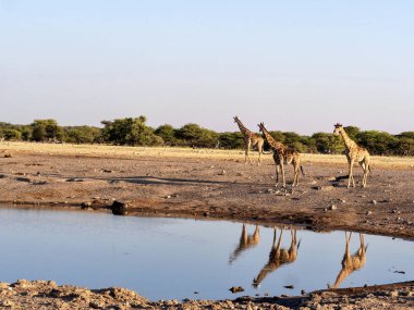Güney Afrika zürafa, su birikintisinin, etkin Milli Parkı, Namibya yakınındaki zürafa zürafa zürafa