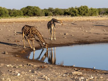 Güney Afrika zürafa, su birikintisinin, etkin Milli Parkı, Namibya yakınındaki zürafa zürafa zürafa