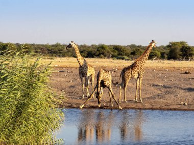 Güney Afrika zürafa, su birikintisinin, etkin Milli Parkı, Namibya yakınındaki zürafa zürafa zürafa
