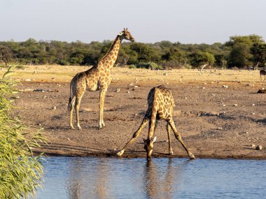 Güney Afrika zürafa, su birikintisinin, etkin Milli Parkı, Namibya yakınındaki zürafa zürafa zürafa