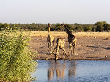Güney Afrika zürafa, su birikintisinin, etkin Milli Parkı, Namibya yakınındaki zürafa zürafa zürafa