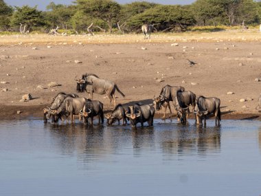Mavi antilop sürüsü, su birikintisinin, yakınındaki Connochaetes taurinus etkin Milli Parkı, Namibya
