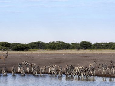 Damara zebra sürüsü, Equus burchelli antiquorum, su birikintisinin, yakınındaki etkin Milli Parkı, Namibya