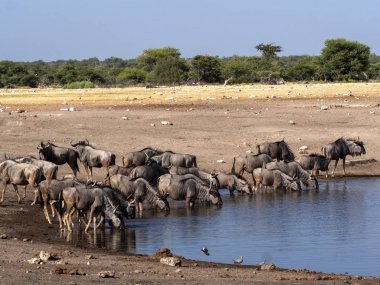 Mavi antilop sürüsü, su birikintisinin, yakınındaki Connochaetes taurinus etkin Milli Parkı, Namibya