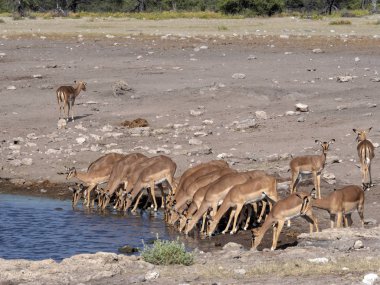 Springbok, su birikintisinin, etkin Milli Parkı, Namibya yakınındaki Antidorcas marsupialis