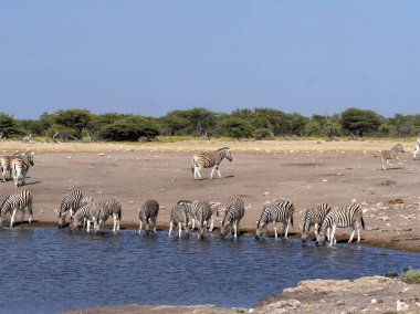 Damara zebra sürüsü, Equus burchelli antiquorum, su birikintisinin, yakınındaki etkin Milli Parkı, Namibya